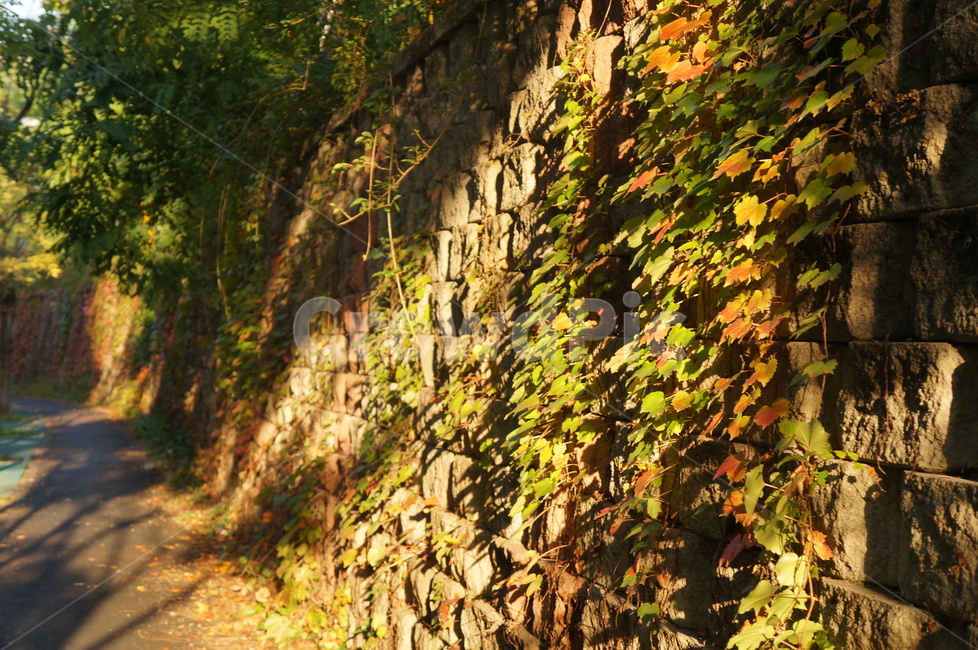 담쟁이넝쿨,담쟁이덩굴,덩굴식물,가을,단풍,담벼락,식물,만추,autumn,fall,넌출성식물,기어오르다,아이비,ivy,가을,계절,fall,autumn,season,plant