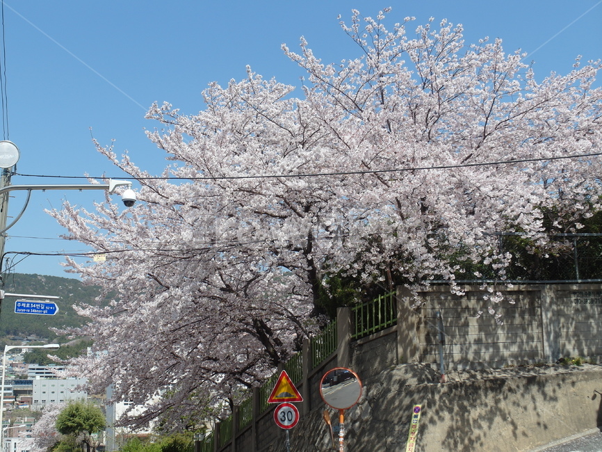 벚꽃,cherryblossom,さくら,분홍,봄