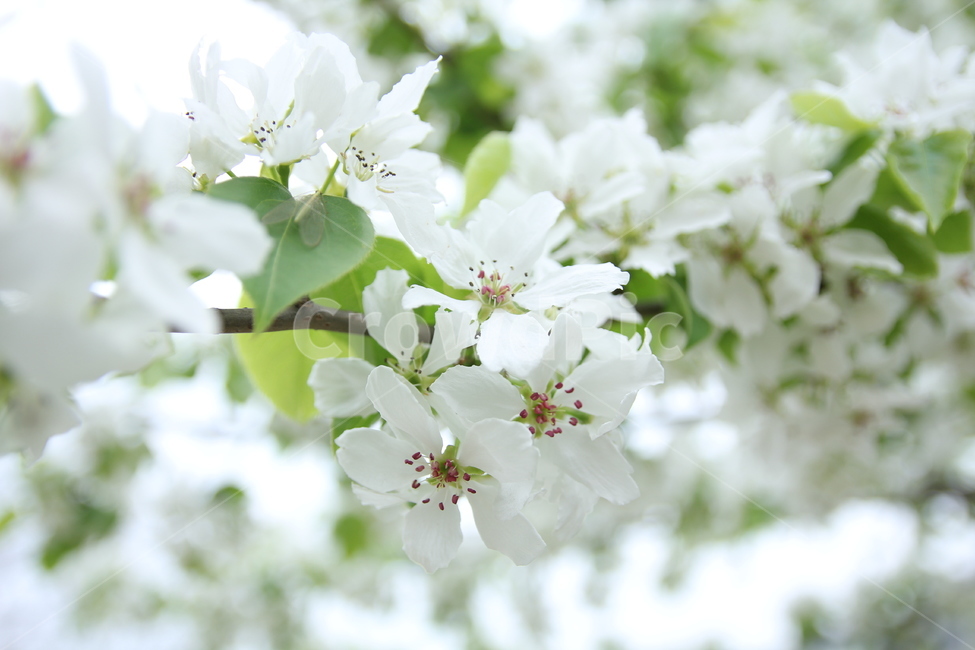 사과나무,사과꽃,하얀꽃,꽃,계절,spring,자연,nature,flower,식물
