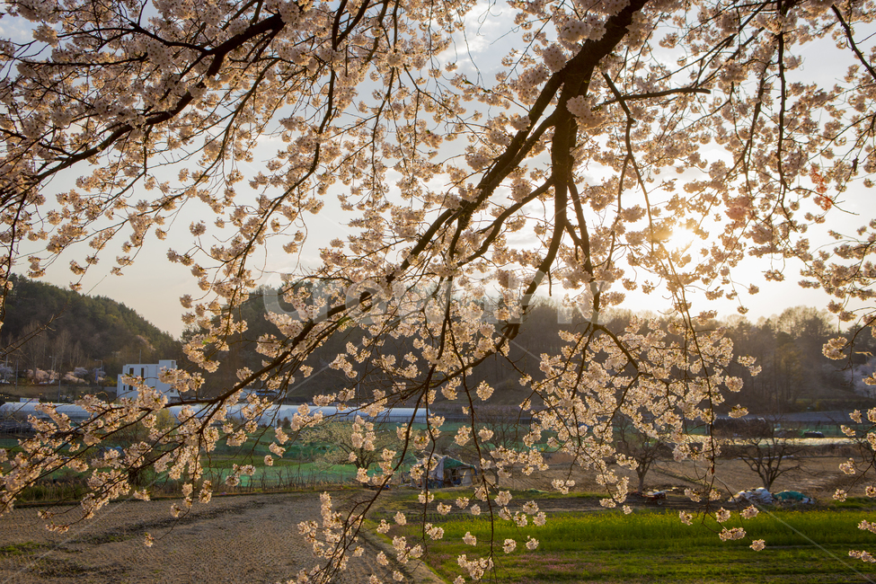 plant,식물,벚꽃,꽃,나무,대청호,자연,풍경,빛,봄,계절,spring,season