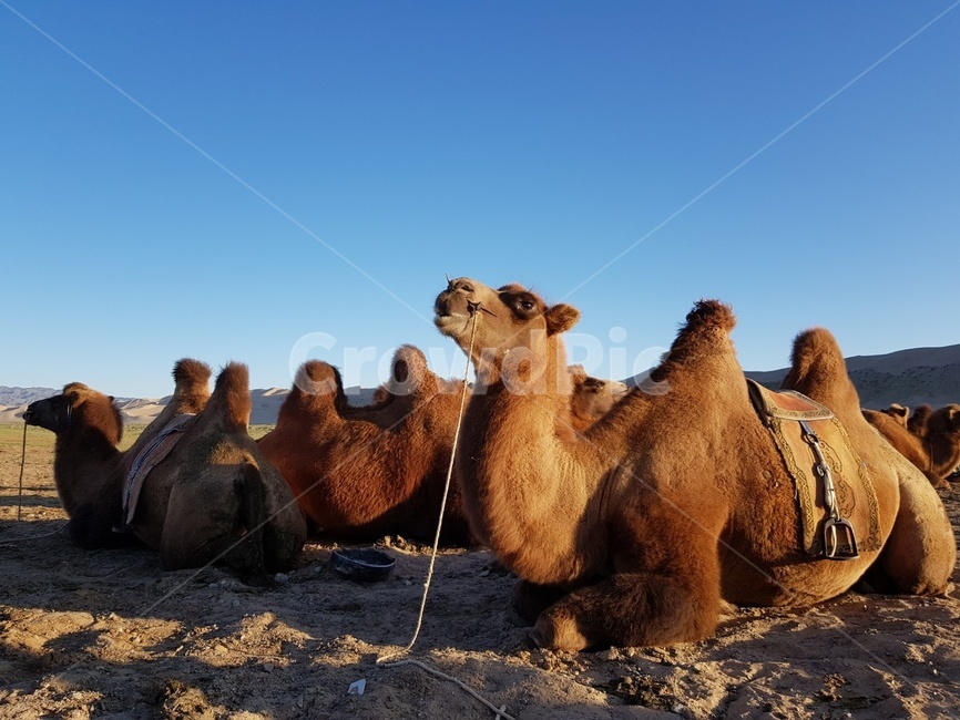 낙타,동물,몽골,사막,camel,animal,동물,animal,포유류,mammal