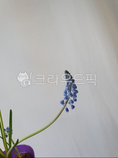 spring flowers,blue flower,plant,Muscari,spring plants