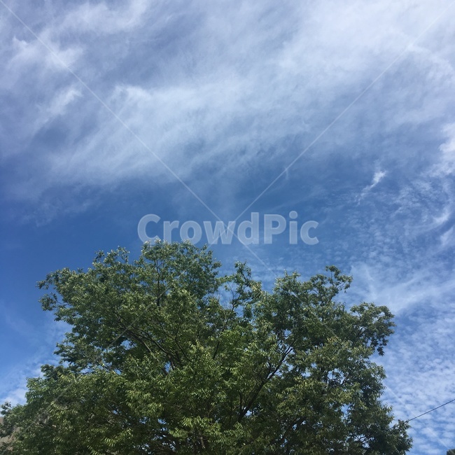 하늘,나무,자연,힐링,휴식,낮,야외,sky,nature,tree,rest