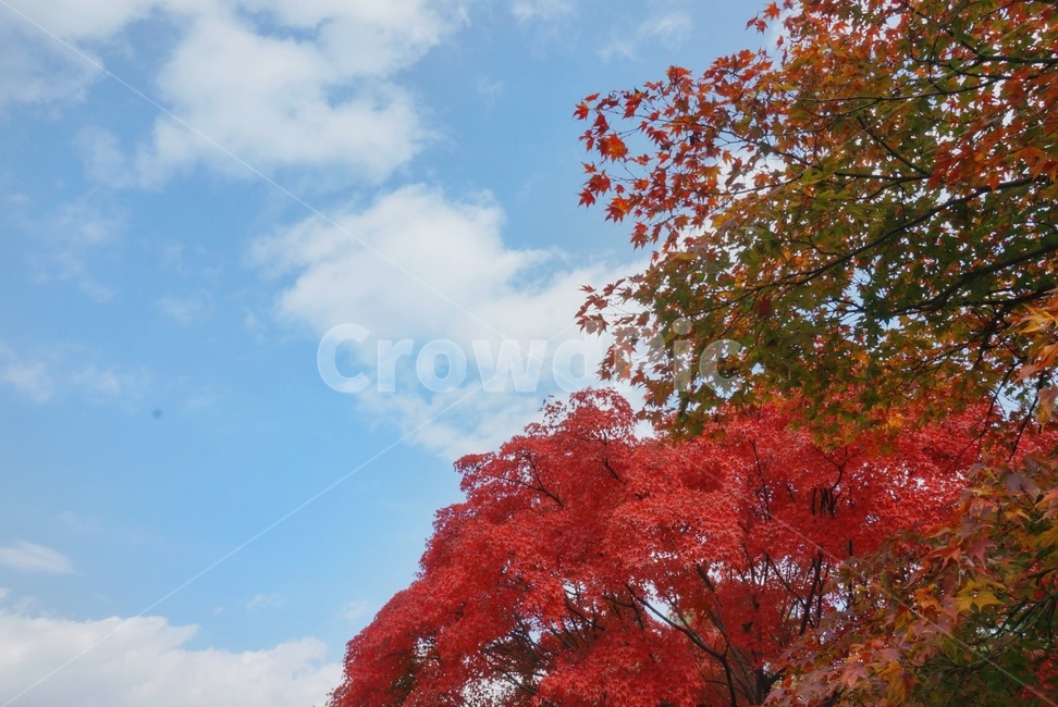tree,나무,plant,식물,단풍,maple,가을,계절,fall,autumn,season