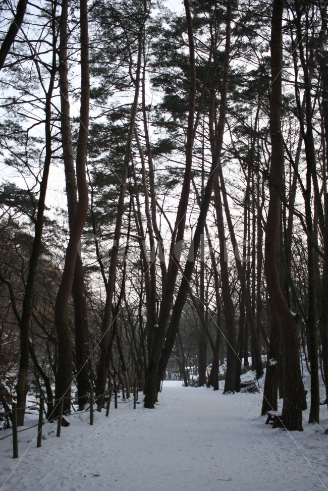 겨울,눈,소나무,눈길,강원도,겨울,계절,winter,season,자연,풍경,nature,landscape,한국자연풍경,한국자연경관,korea nature landscape,식물,plants,나무,trees,wood,tree,plant