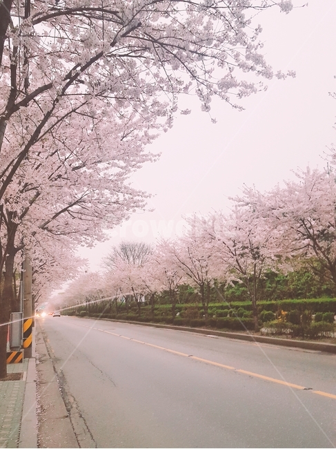 벚꽃,나무,꽃,봄,꽃놀이,도로,봄,계절,spring,season,자연,풍경,nature,landscape,plant,식물,blossom,flower