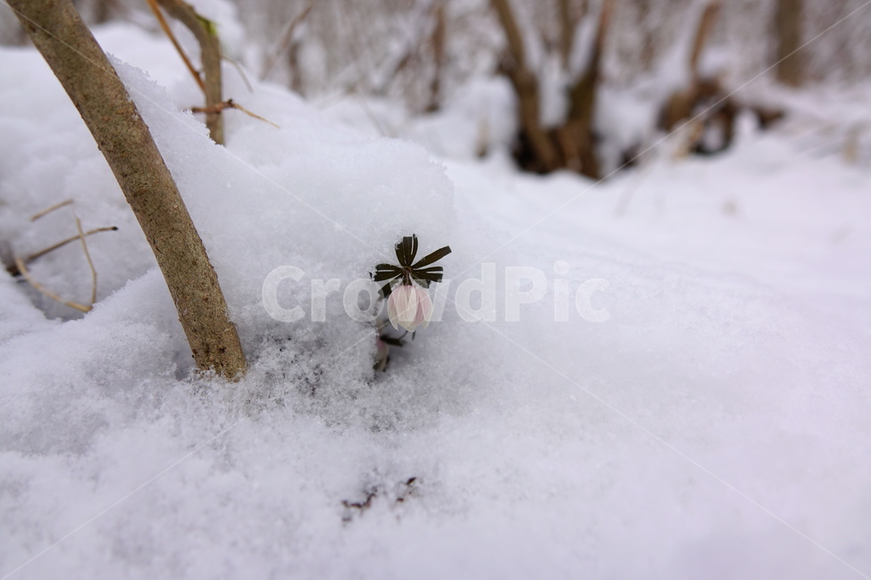 변산바람꽃,봄,춘설,꽃,야생화,겨울,계절,winter,season,식물,자연,plants,nature,꽃,flower