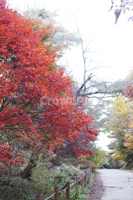 가을산,단풍,낙엽,나무,가을,가을,계절,fall,autumn,season,자연,풍경,nature,landscape,tree,plant,식물,maple,leaf,잎