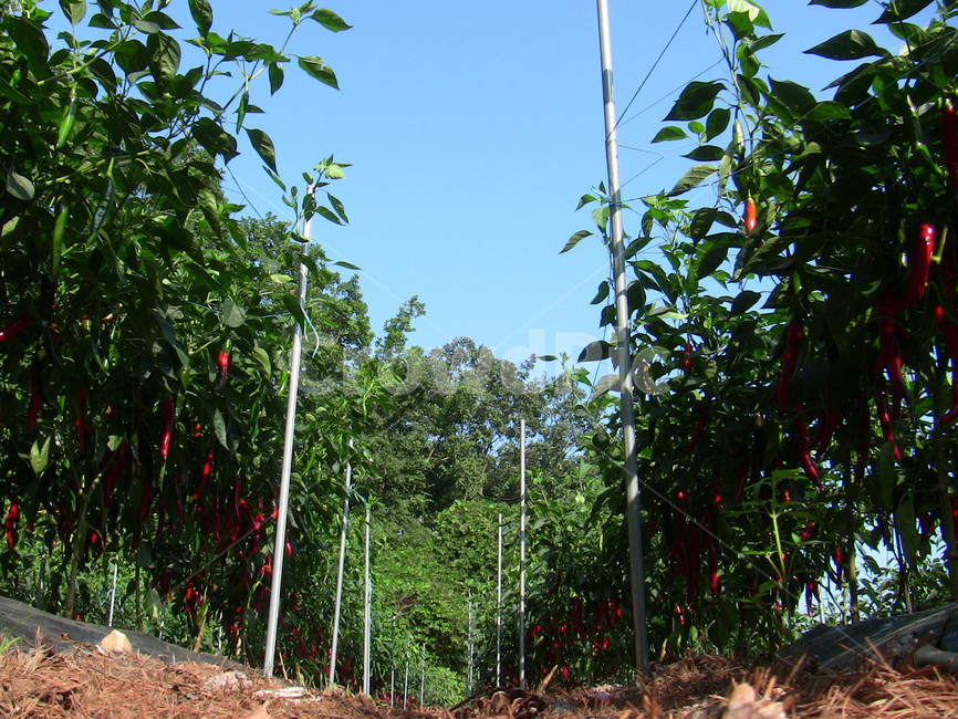 고추,고추밭,붉은고추,식물,자연,농업,농사,agriculture,farming,farming industry