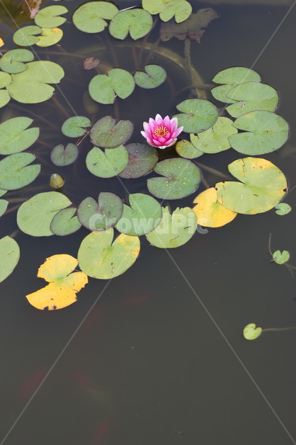연잎,연꽃,연못,식물,물속꽃,식물,자연,plants,nature,꽃,flower