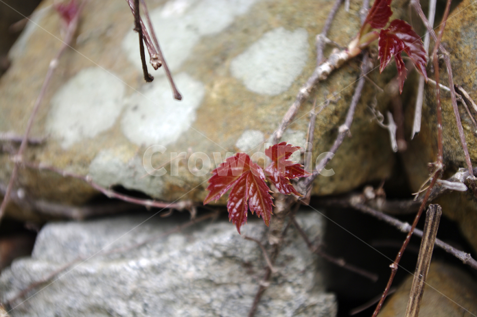 식물,plant,돌,넝쿨,새잎,잎,식물,자연,plants,nature