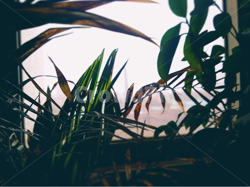 식물,창가,자연,햇빛,감성,식물,자연,plants,nature,실내용화초,화분,화초,house plant,감성,sensible,feeling