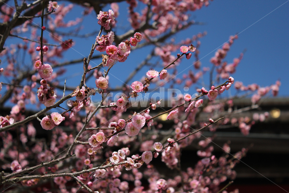 봄,매화,분홍,꽃,spring,flower,pink,움트다,봄,계절,spring,season,식물,자연,plants,nature,꽃,flower,plant,blossom