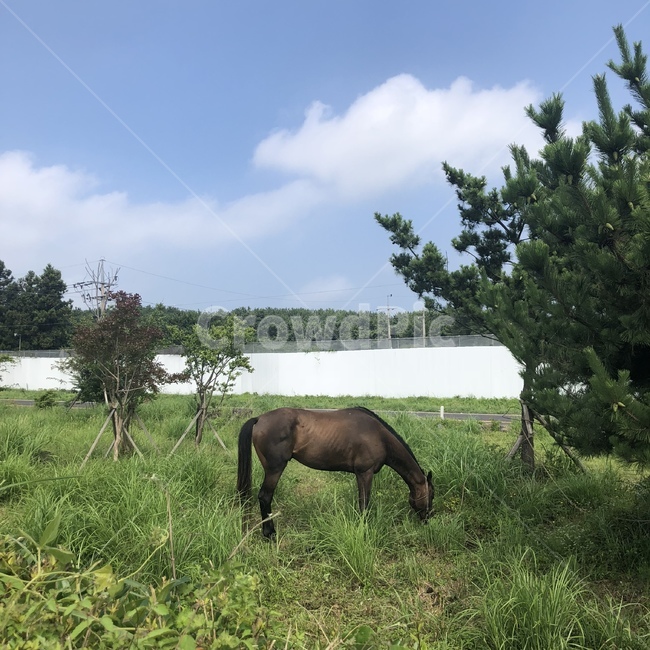 nature,자연,field,들,outdoors,농장,목초지,말,제주도,풀,야생동물,동물,동물,animal,포유류,mammal