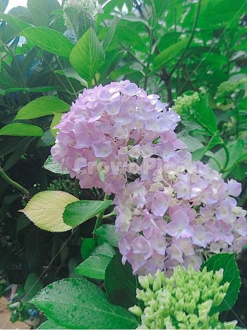 수국,태종대,taejongdae,축제,꽃,여름,계절,summer,season,식물,자연,plants,nature,꽃,flower,plant,blossom,geranium,제라늄