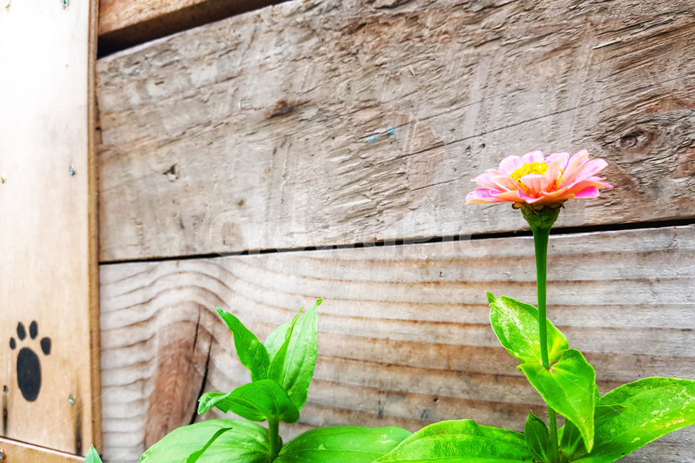 꽃한송이,flower,플라워,분홍색꽃,담에핀꽃,식물,자연,plants,nature,꽃,flower