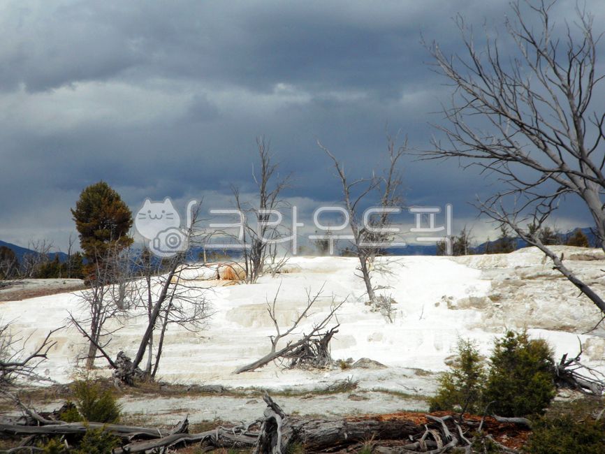 옐로우스톤,국립공원,천사테라스,미국,와이오밍,유네스코,세계자연유산,유황,산성,신비로운,자연,옥외,풍경,경치,경관,yellowstone,nationalpark,angelterrace,usa,wyoming,unesco,worldnaturalheritage,sulfur,acid,mystical,nature,outdoor,landscape,scenic,wood,나무,tree