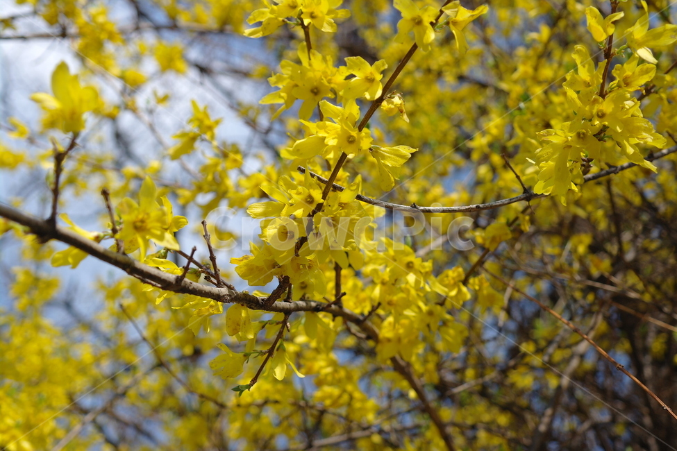 개나리,봄,꽃,자연,flower