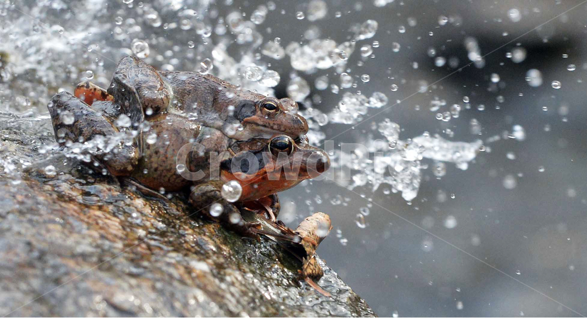 개구리,봄,물줄기,경칩,spring,cool,water,watercourse,stream,frog,봄,계절,spring,season,동물,animal,파충류,양서류,reptile,amphibian
