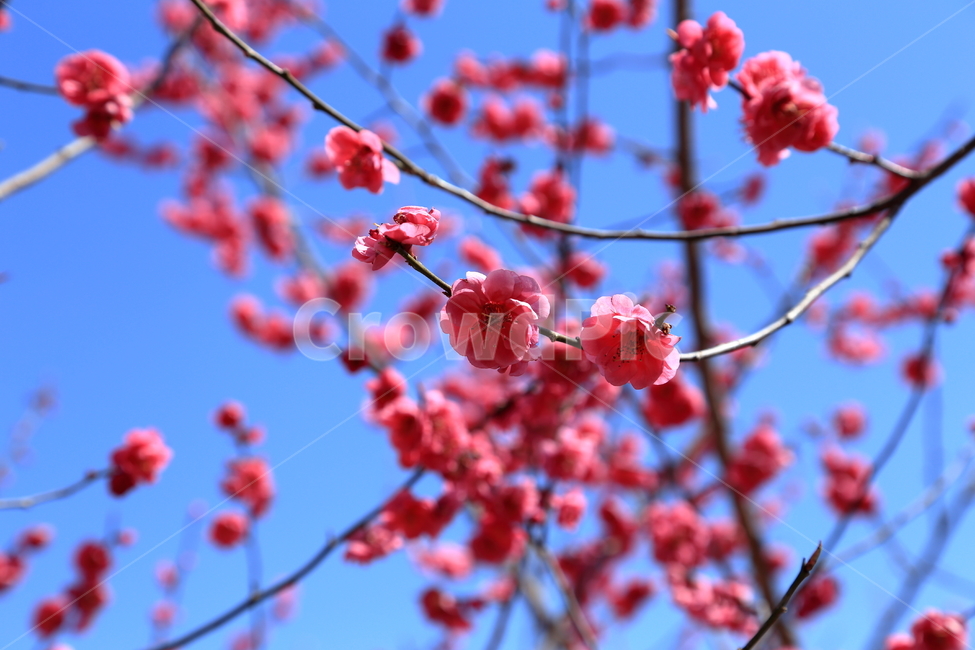 홍벚꽃,벚꽃,매화,홍매화,cherryblossom