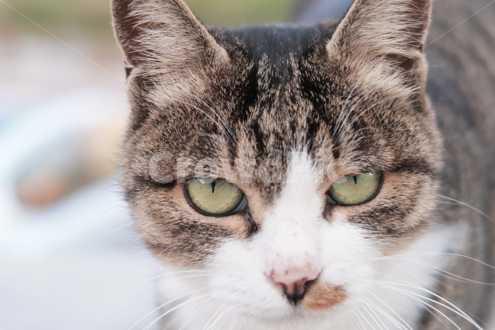 고양이,길고양이,야옹이,애완동물,길냥이,동물,animal,포유류,mammal,고양이,cat,kitten,kitty