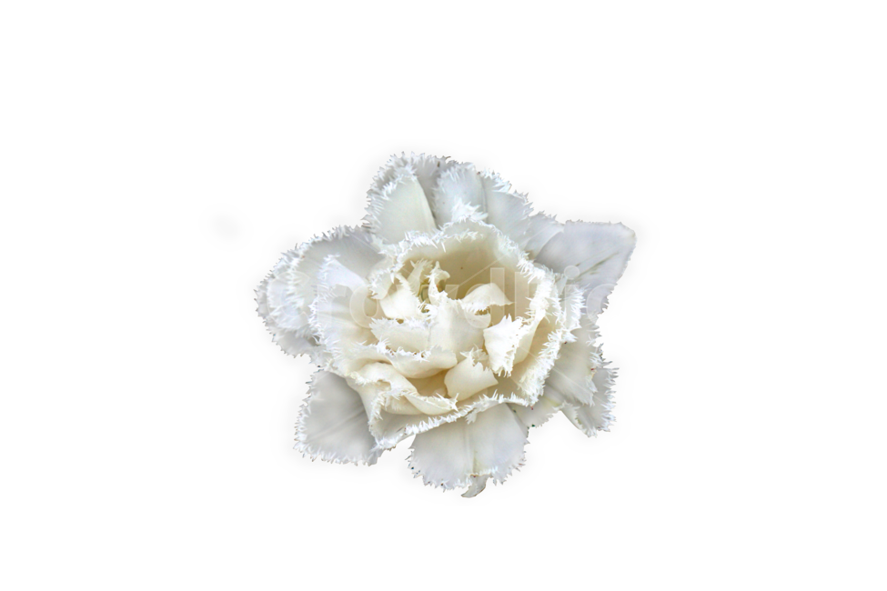 자연,식물,plant,꽃,하얀꽃,흰꽃,flower,white,한송이,blossom