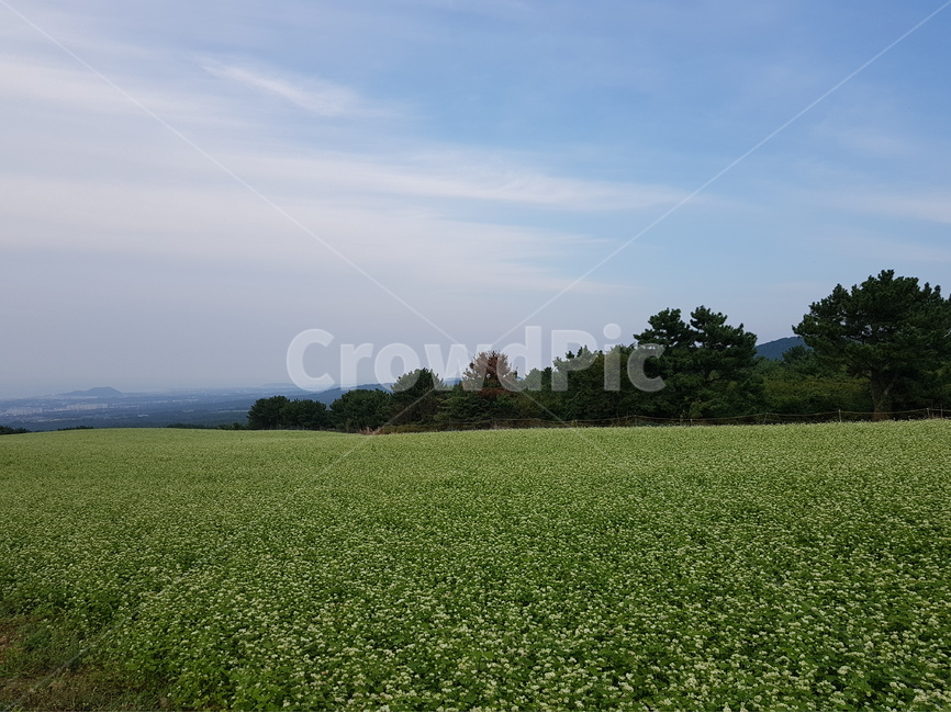 제주도,메밀밭,밭,꽃,꽃밭,jejuisland,farm,field,flower,buckwheat,buckwheatflowers,자연,풍경,nature,landscape,제주도,jeju,jeju island,들,outdoors,옥외,grassland,목초지