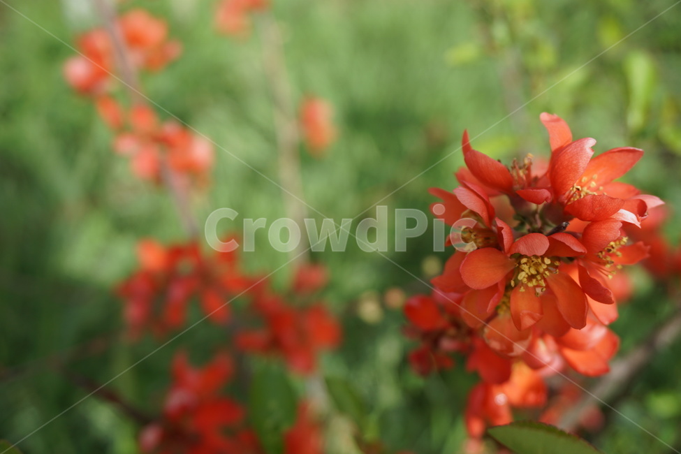 꽃,꽃잎,봄,4월,녹색,주황색,식물,자연,plants,nature,꽃,flower