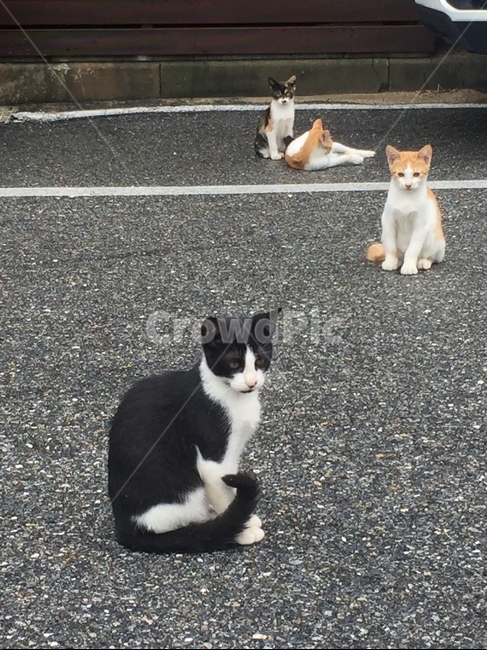 고양이,길냥이,길고양이,동물,펫,동물,animal,포유류,mammal,고양이,cat,kitten,kitty