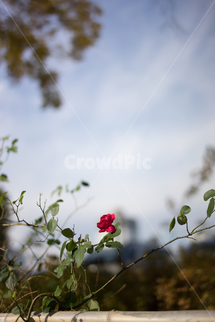 꽃,붉은,장미,한송이,대비,식물,자연,plants,nature,꽃,flower