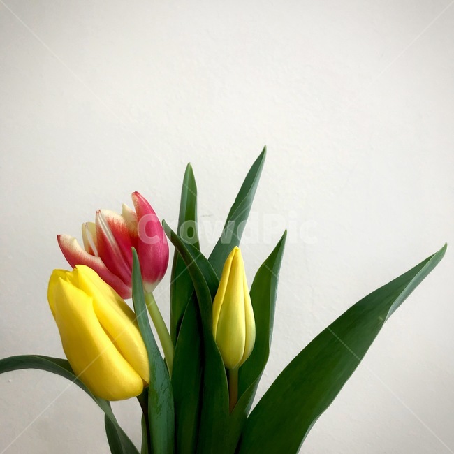 튤립,꽃,흰벽,flower,tulip,꽃,flower