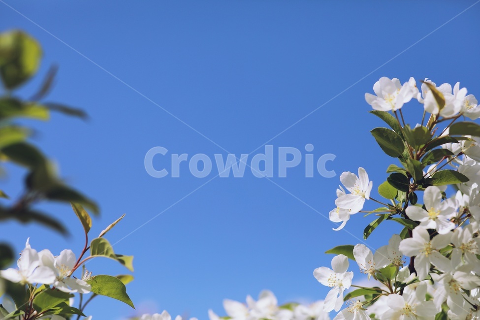 파란하늘,사과꽃,하얀꽃,flower,bluesky,식물,자연,plants,nature,꽃,flower