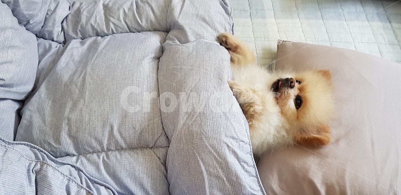 furniture,베개,cushion,가구,방석,couch,침상,pillow,dog,pet,강아지,포메라니안,누운강아지,동물,animal,포유류,mammal,개,강아지,dog,doggy