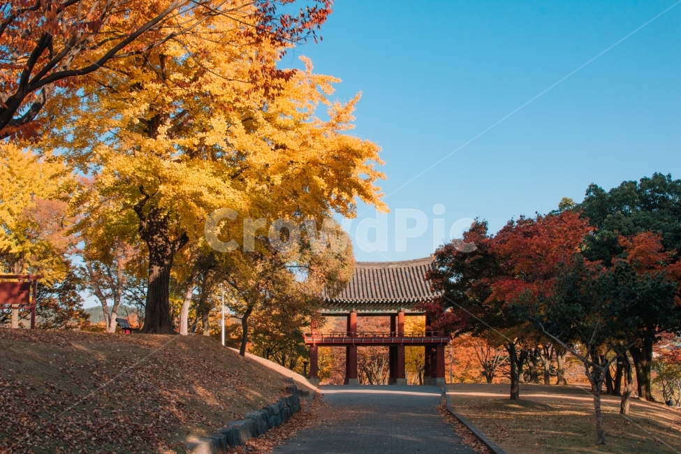 진주성,가을,노을,한국적,전통,감성,낙엽,단풍,나무,길,가을,계절,fall,autumn,season,한국전통,한국문화,korean traditional,korean culture,랜드마크,landmark,tourist attraction,한국랜드마크,한국관광지,한국명소,korea landmark,korea tourist attraction,tree,plant,식물