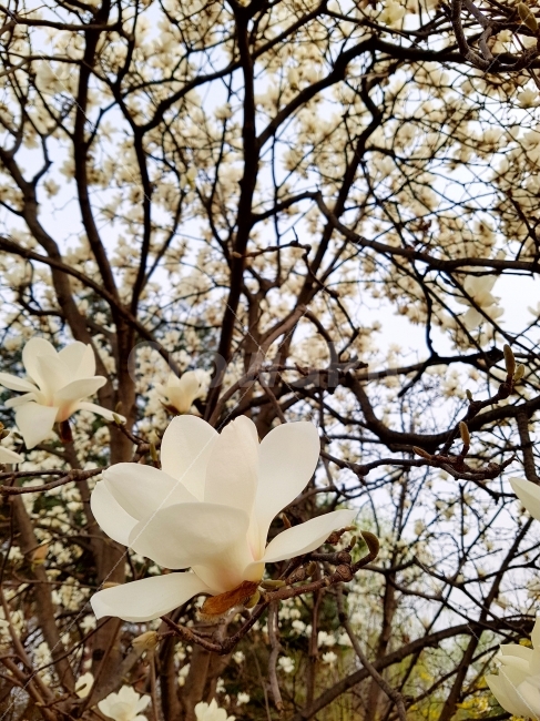 목련,봄,시즌,계절,꽃봉오리,아름다운,뷰티,나무,예쁜,식물,자연,plants,nature,봄,계절,spring,season,꽃,flower,plant