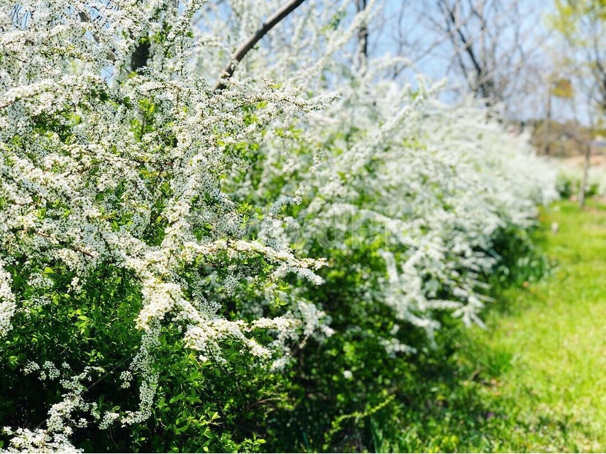 조팝나무,조팝꽃,조팝,꽃밭,봄꽃,봄,하얀꽃,흰색꽃,spring,flower,tree,bridalwreath,장미과,쌍떡잎식물,장미목,식물,정원,공원,뒷뜰,뒤뜰,조팝나무꽃,식물,자연,plants,nature,꽃,flower