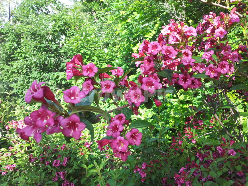꽃,나들이,plant,식물,blossom