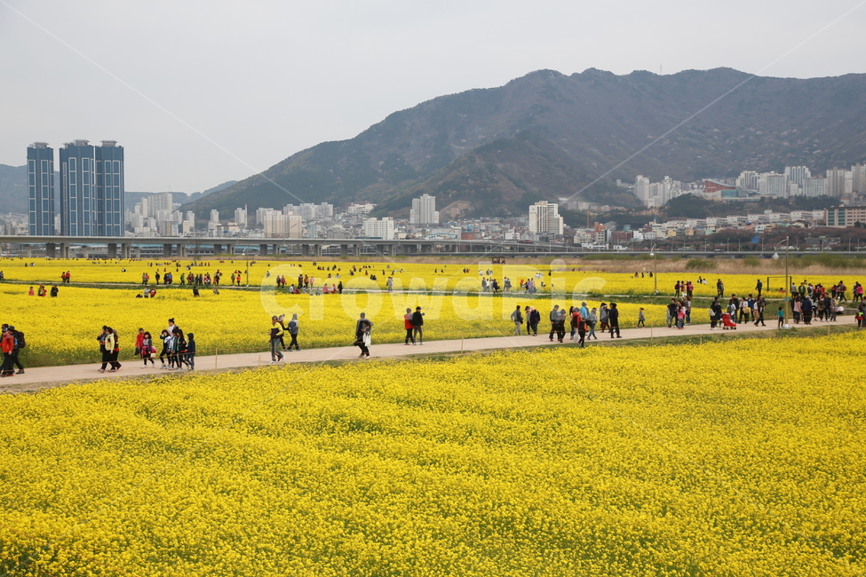 들,사람,축제,유채꽃,농촌,자연,풍경