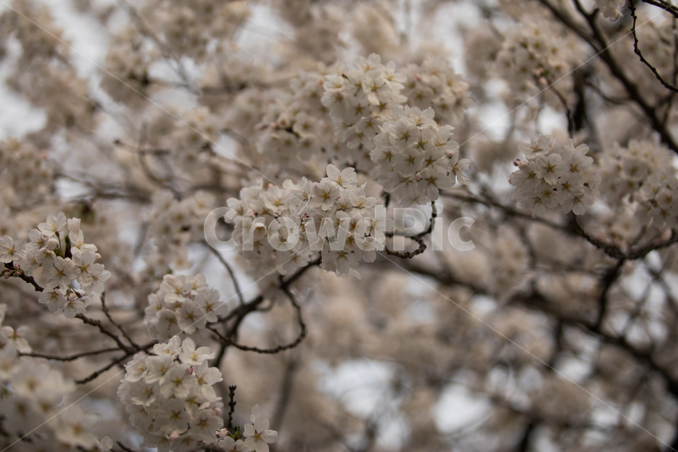 봄,벚꽃,나무,꽃,자연,감성,봄,계절,spring,season,식물,자연,plants,nature,꽃,flower,plant,blossom