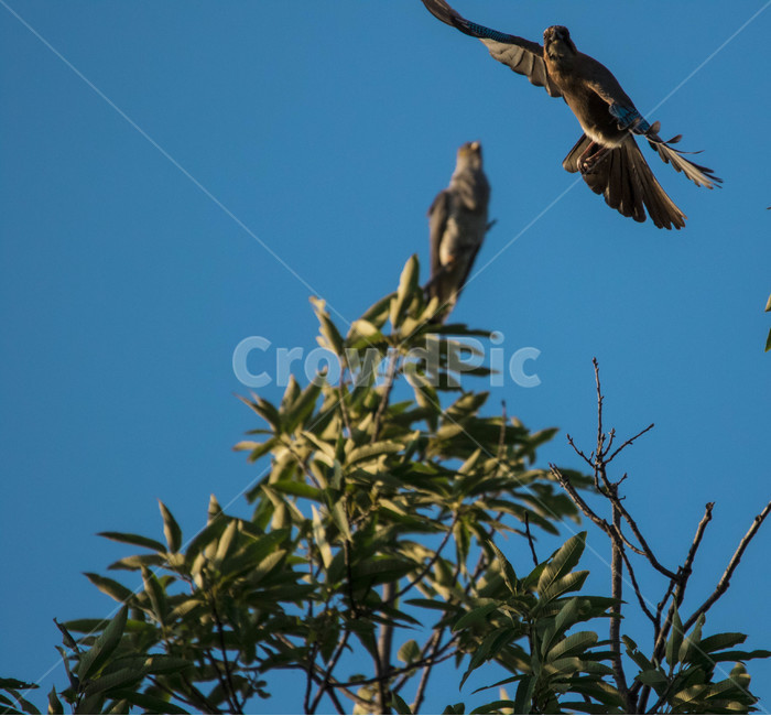 뻐꾸기,둥지,모정,사랑,날다,동물,animal,조류,새,birds