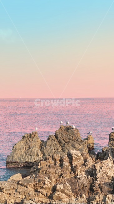 animal,동물,bird,새,nature,자연,기러기,바다,ocean,sea,노을,감성사진,하늘,sunset,sky,자연,풍경,nature,landscape