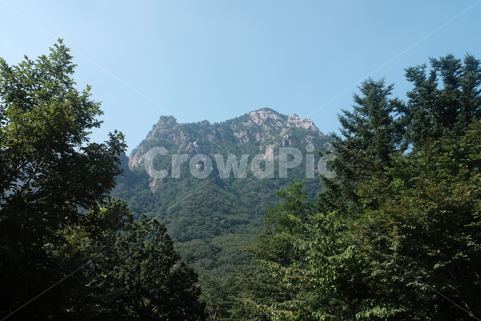 산,등산,설악산,숲,자연,숲속,나무,아웃도어,자연,풍경,nature,landscape,plant,식물,tree,fir,전나무,outdoors,옥외