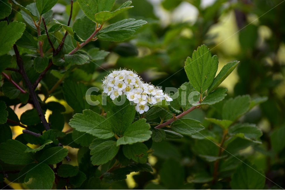 설악조팝나무,야생화,꽃,식물,자연,생태,플라워,flower,plants,nature,식물,자연,plants,nature,꽃,flower