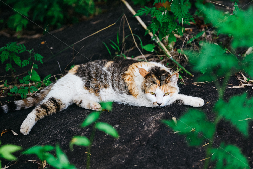 고양이,캣,냥냥이,길고양이,삼색이,치즈냥,냥,cat,동물,동물,animal,포유류,mammal,고양이,cat,kitten,kitty