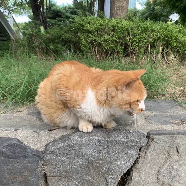 길냥이,길고양이,치즈태비,코숏,고양이,길고양이급식소,동물,animal,포유류,mammal,고양이,cat,kitten,kitty