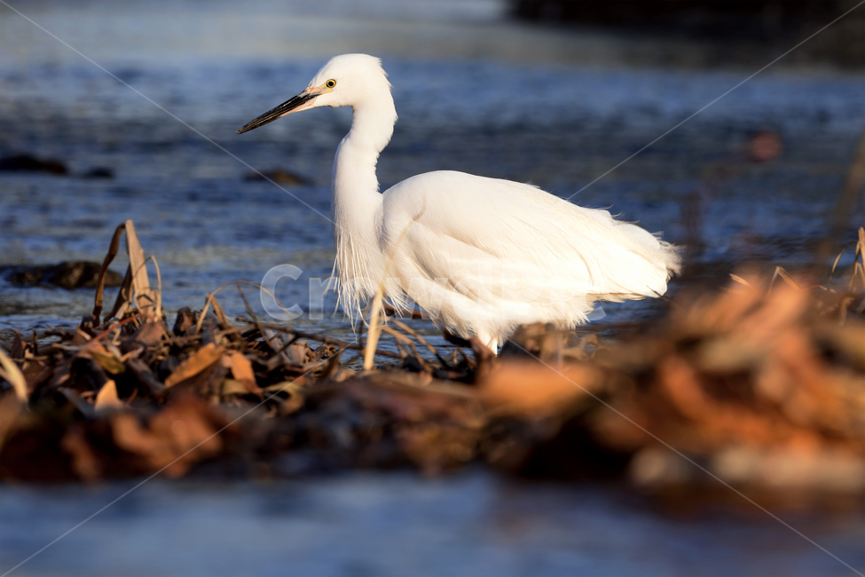 백로,새,조류,야생동물,자연,생태,생태계,whiteheron,egret,bird,animal,동물,animal,조류,새,birds