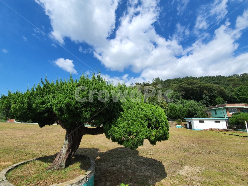 tree,나무,plant,식물,하늘