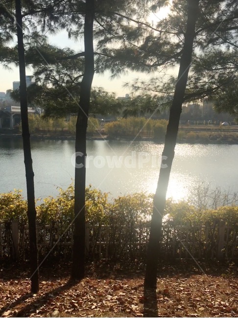 선유도공원,riverside,river,강가,햇빛,반사,자연,풍경,nature,landscape,식물,plants,나무,trees,wood,light,빛,flare,플레어,water,물,outdoors,옥외