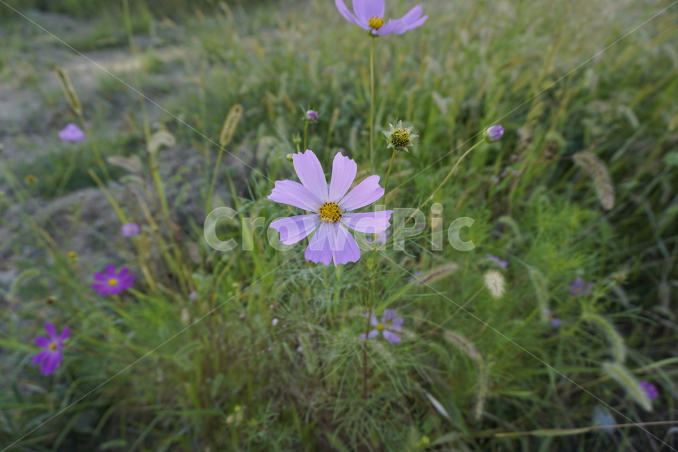 코스모스,꽃,flower,들꽃,야생화,식물,자연,plants,nature,꽃,flower