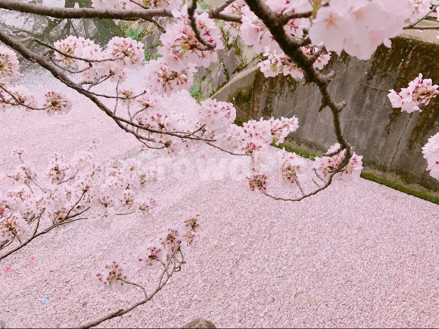 벚꽃,일본,사쿠라,봄,오사카,봄,계절,spring,season,식물,자연,plants,nature,꽃,flower,감성,sensible,feeling,plant,blossom,cherry blossom